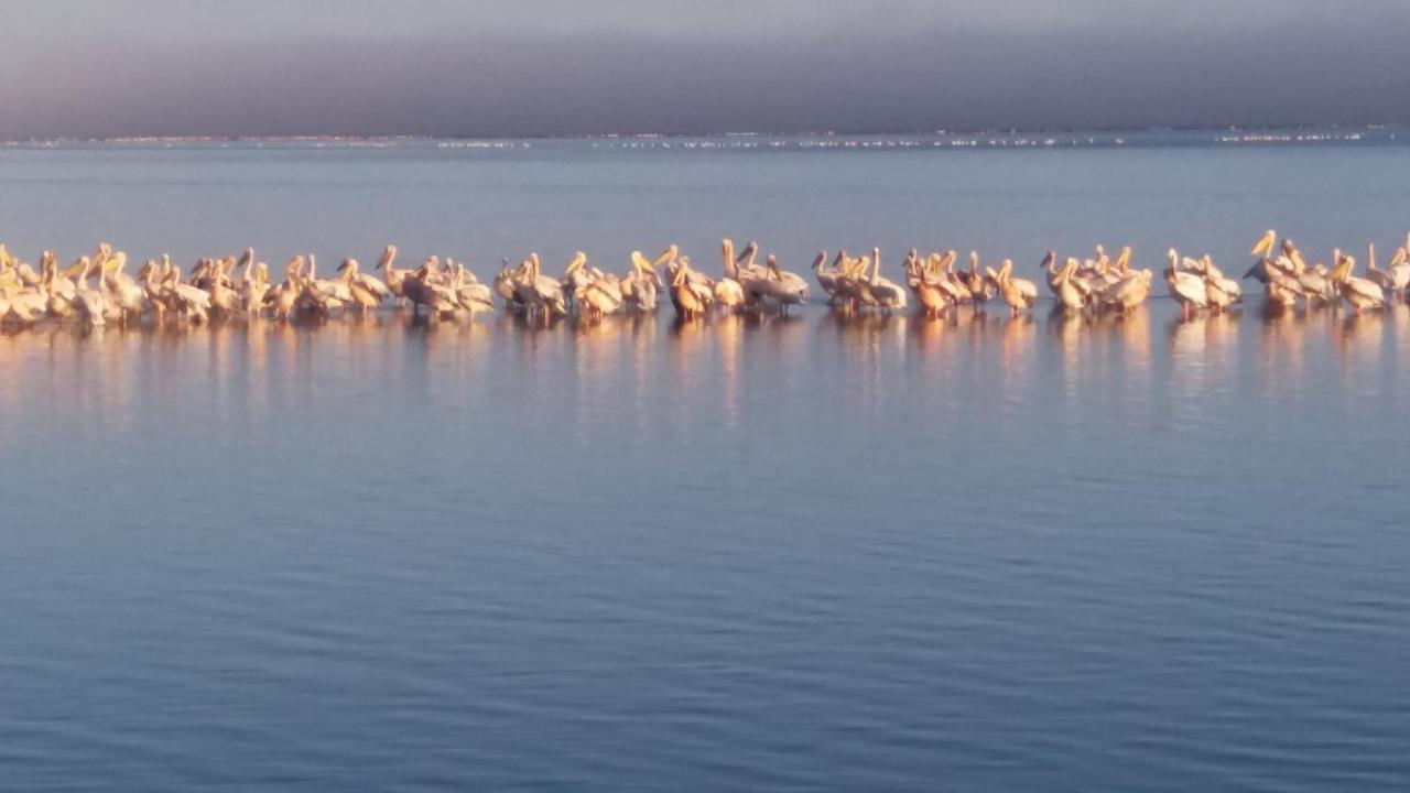 Haus Schaaf B&B Walvis Bay Ngoại thất bức ảnh